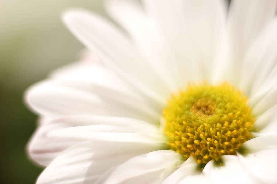 daisy, flower, botanical, flora, blossom, plant, garden, floral HD wallpaper