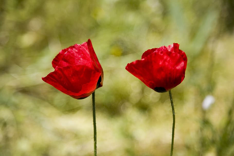 papaver rhoeas, flower, nature, red, plant, spring, summer, HD wallpaper