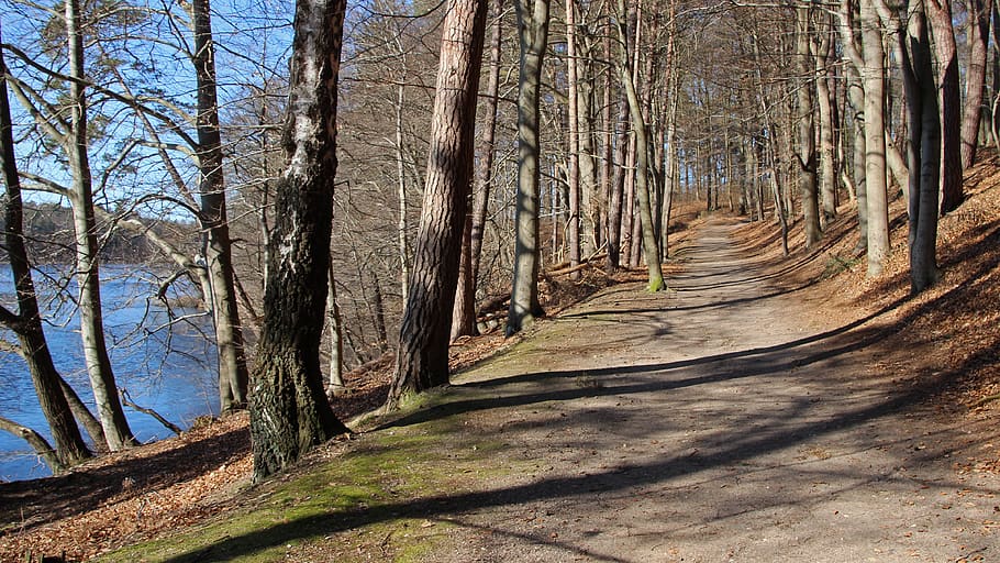 forest path, lake, nature, tree, plant, land, trunk, tree trunk HD wallpaper