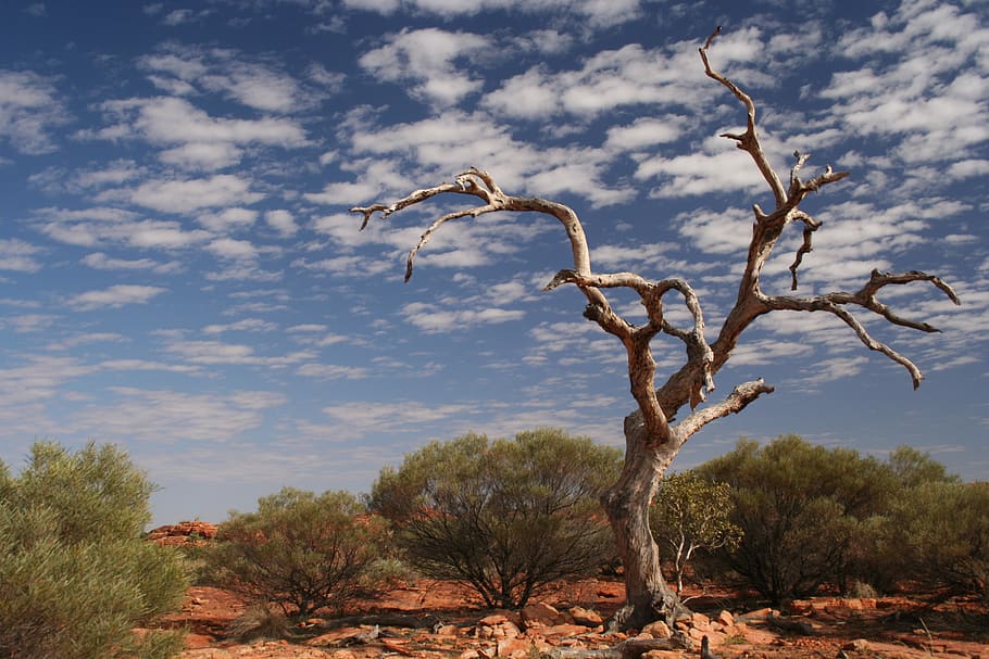 australia, petermann, uluru, tree, outback, plant, cloud - sky