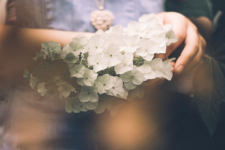 white flowers, plant, blossom, person, human, petal, geranium HD wallpaper