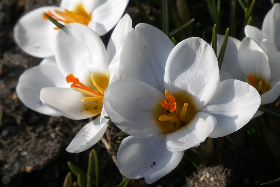 crocus, flower, bloom, spring flower, flora, vegetable, spring flowers HD wallpaper
