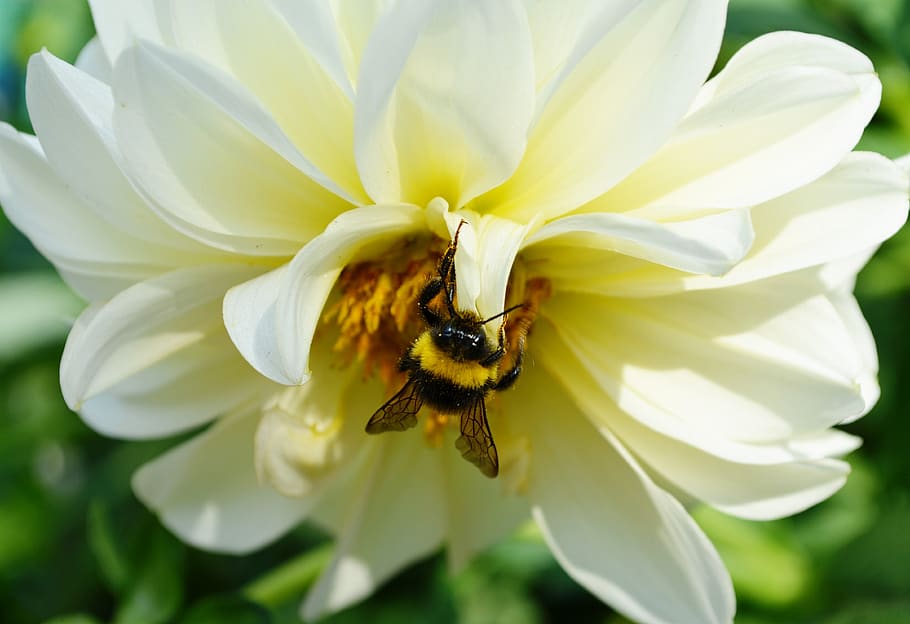 bumblebee, insect, pollination, pollen, bloom, garden, summer HD wallpaper