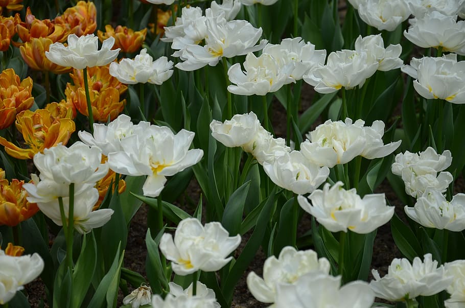 leaf, flowers, garden, beautiful, spring, nature, plant, flowering plant HD wallpaper