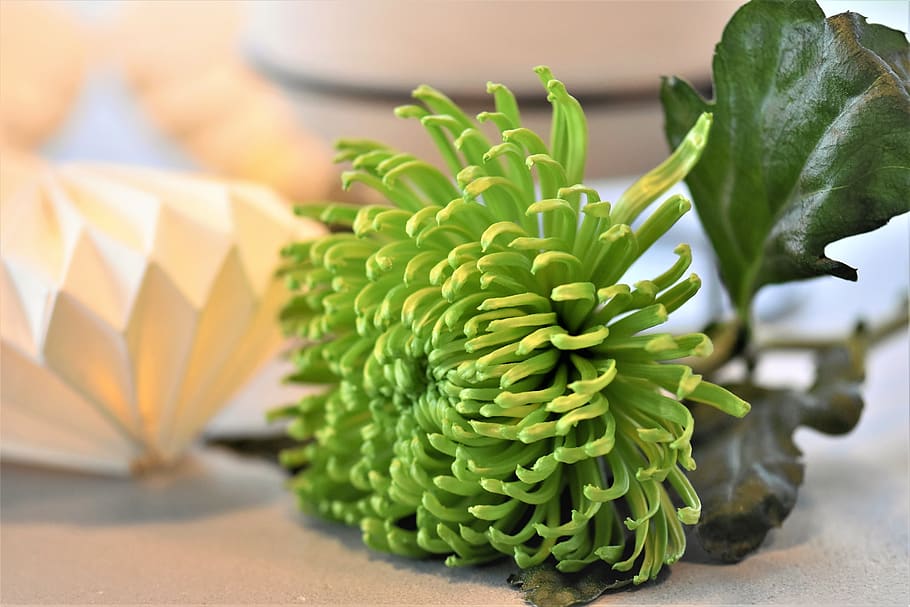 decoration, table decorations, candle, flowers, floral decorations HD wallpaper