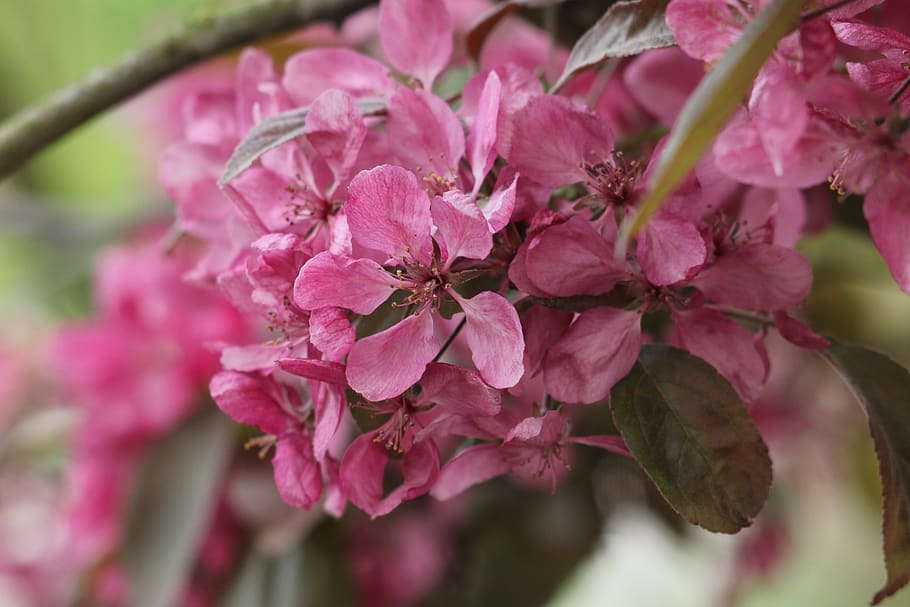 malus, flower, branch, apple, spring, rosaceae, tree, nature HD wallpaper