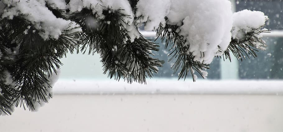 winter, pine, frost, white, snow, the background, frozen, dec HD wallpaper