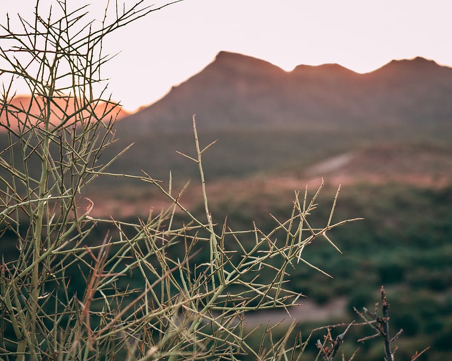 mountains, tree, bush, spike, sunset, orange, red, desert, plant HD wallpaper