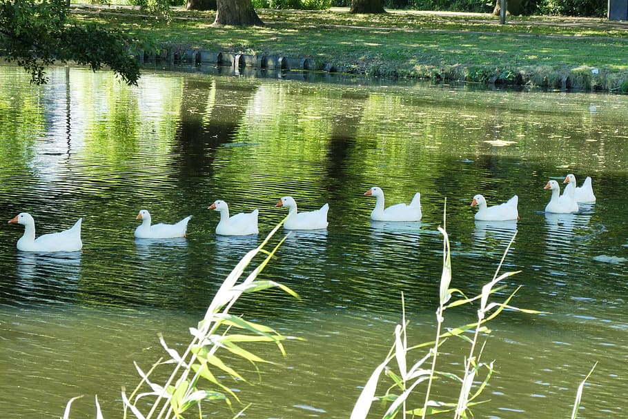 white geese, boy, ditch, bird, pride, ganzenfamilie, animal wildlife HD wallpaper