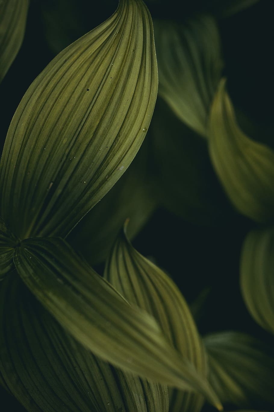 green leaves digital wallpaper, leaf, nature, surface, texture HD wallpaper