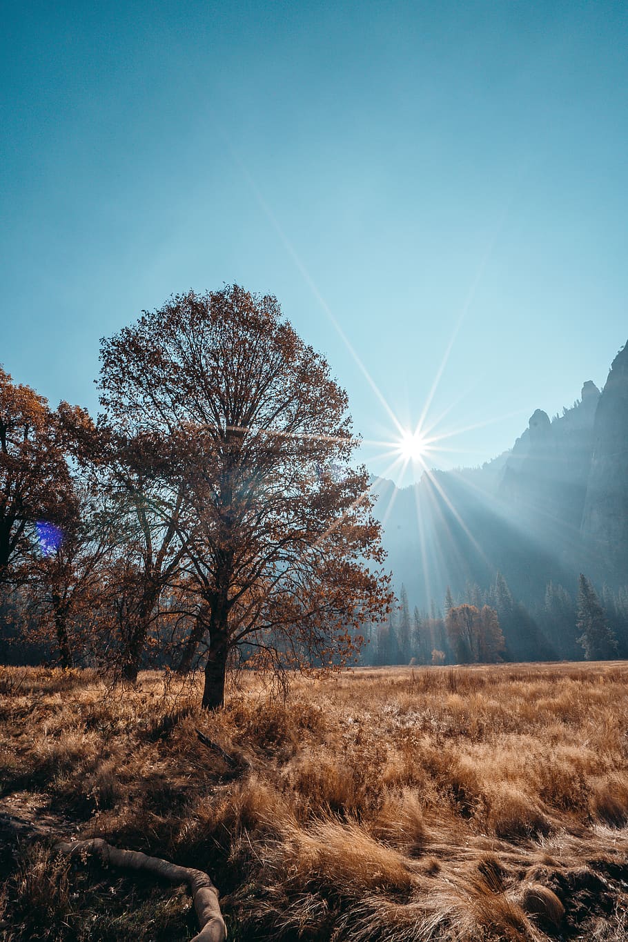 tree under blue sky during daytime, plant, nature, tranquility HD wallpaper