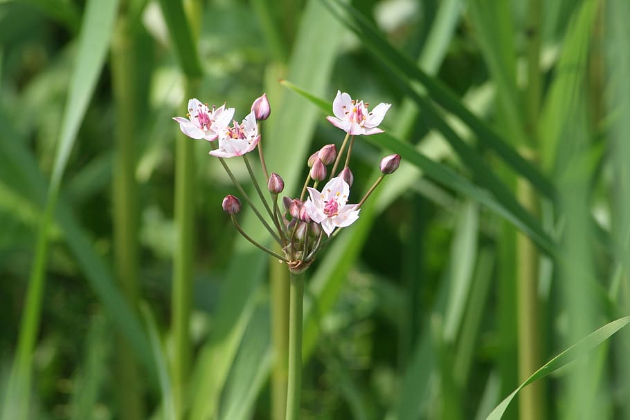 reed, flower, bloom, flowers, nature, blooms at, summer, flora HD wallpaper