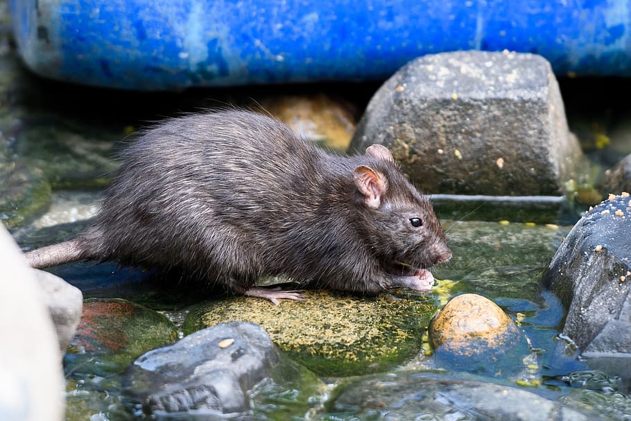 mouse, animal, cute, pet, nature, brown, animal themes, mammal HD wallpaper
