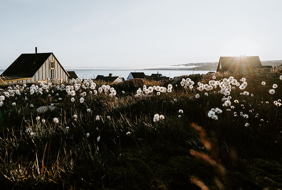 bed of dandelions, field, house, flower, sunlight, glow, flare HD wallpaper