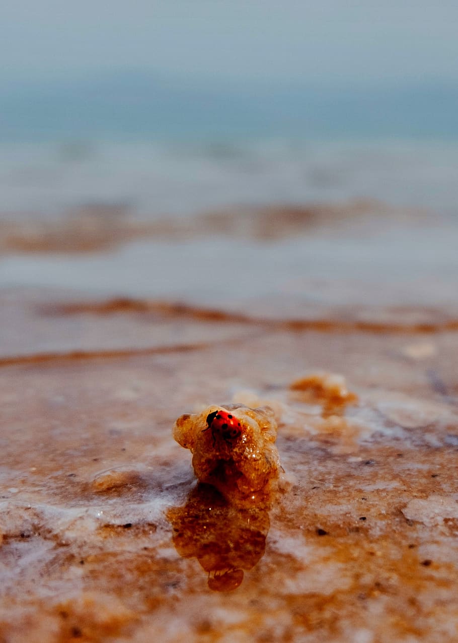 dead sea, ladybug, beach, land, selective focus, day, no people HD wallpaper