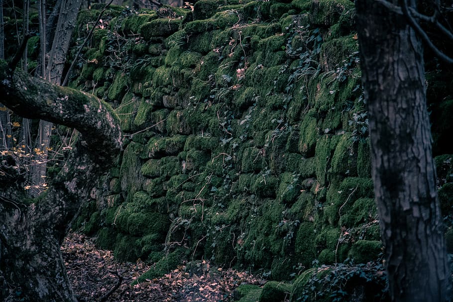 view of trees, plant, vegetation, moss, land, rainforest, outdoors HD wallpaper