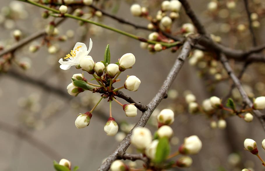 spring, tree, flowering, white flowers, nature, season, the petals HD wallpaper