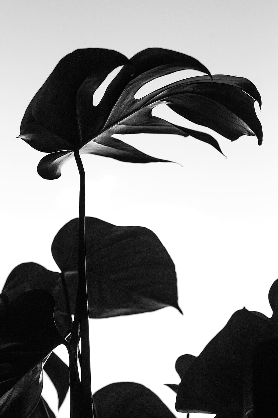 black plant, leaf, leaves, interior design, decor, minimal, nature, HD wallpaper