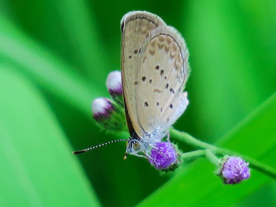 butterfly, natural, summer, beautiful, close-up, yellow, hong kong HD wallpaper