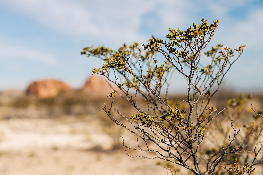 selective focus photography of green-leafed plant, ground, terlingua, tx, HD wallpaper