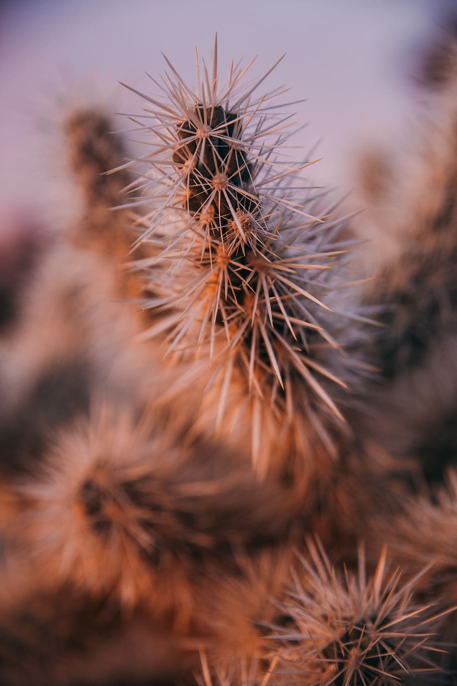 green cactus, close-up, no people, selective focus, day, nature HD wallpaper