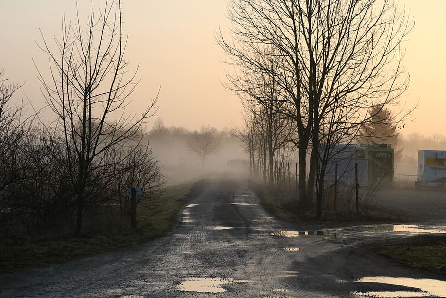 dew, ripe, puddle, away, fog, trees, morning, nature, green HD wallpaper