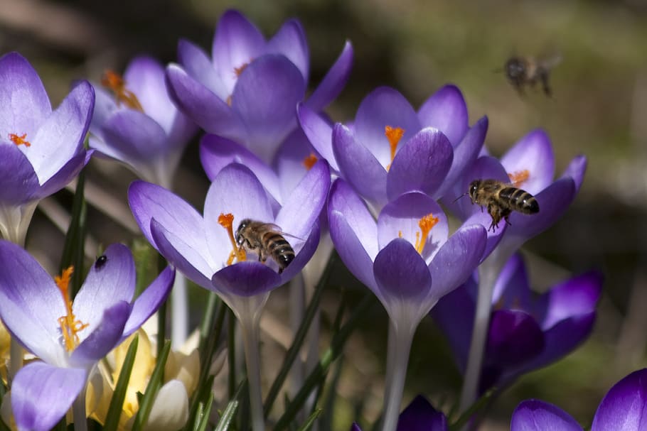 bee, insect, fly, animal, wild, nature, fresh, flower, fragrance HD wallpaper