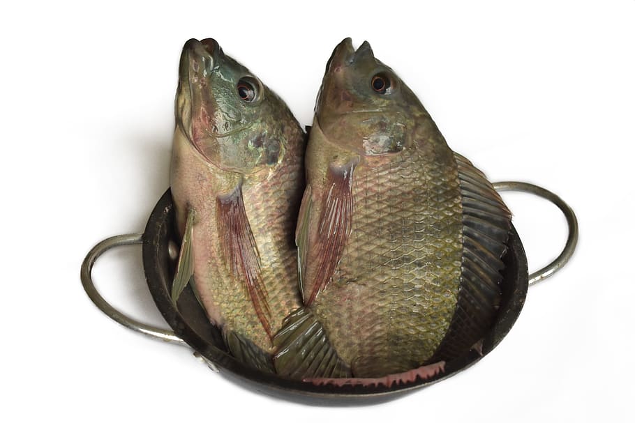 fish, small fish, fishing, nature, studio shot, white background HD wallpaper
