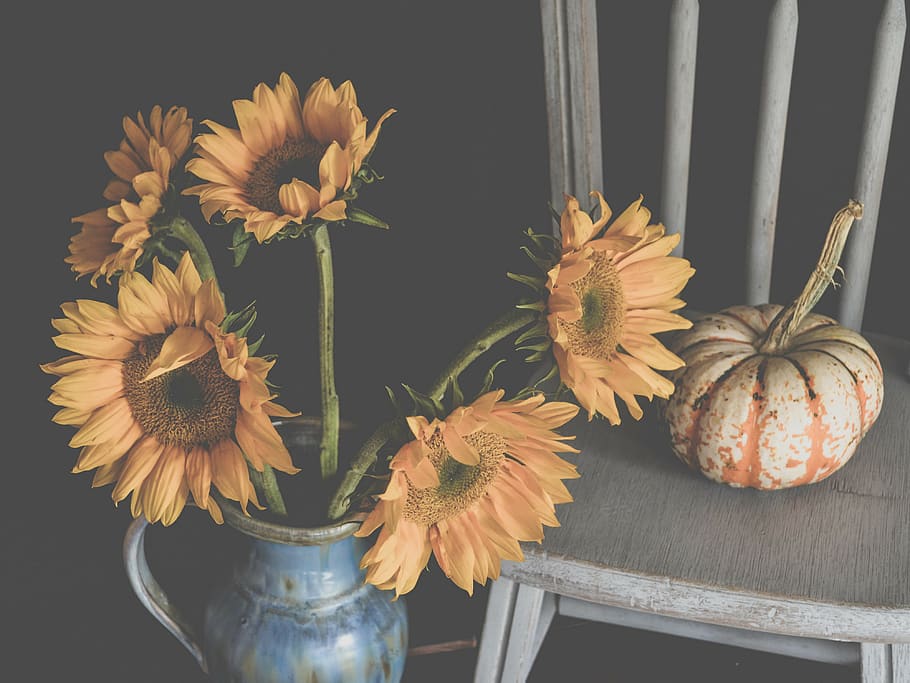 sunflowers on blue ceramic vase, freshness, plant, flowering plant HD wallpaper