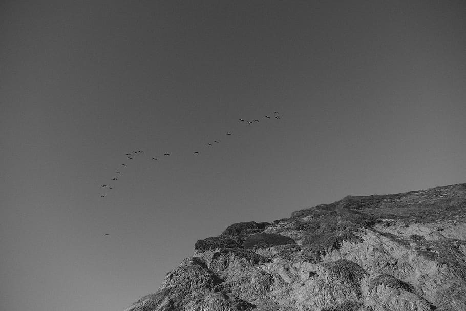 birds, flock, flying, animals, sky, grey, black and white, nature HD wallpaper