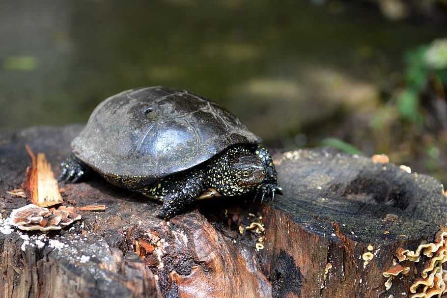 HD wallpaper: turtle, nature, animals, butt, animal wildlife, animals ...