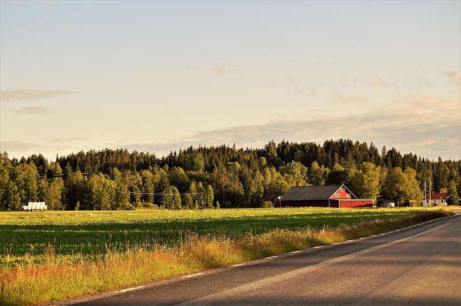 sweden, tree, trees, house, farm, summer, forest, field, green HD wallpaper