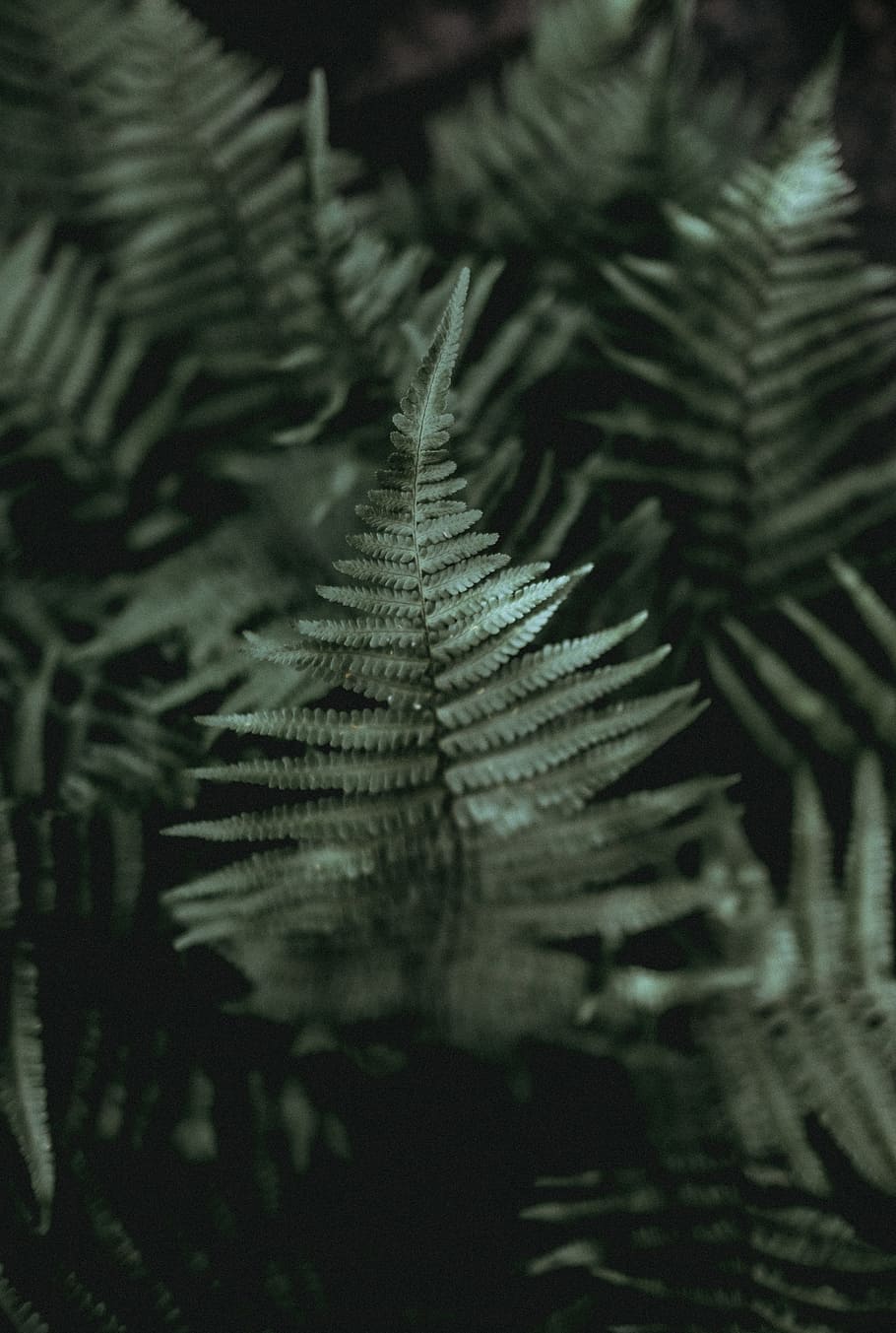 closeup photo of green leafed plant, fern, foliage, bokeh, texture HD wallpaper