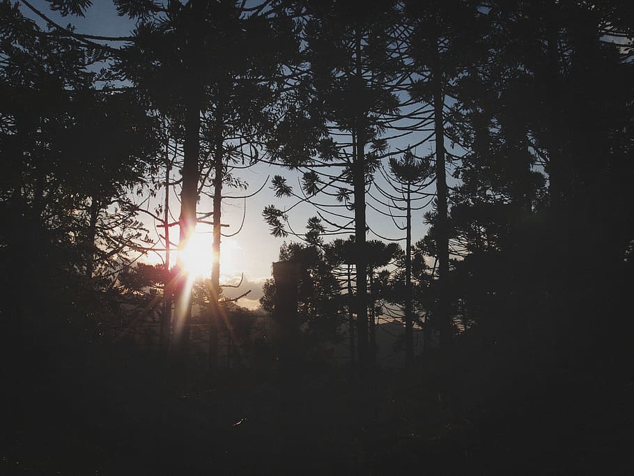 flare, light, tree, gonçalves, brazil, sunlight, sunset, pine HD wallpaper