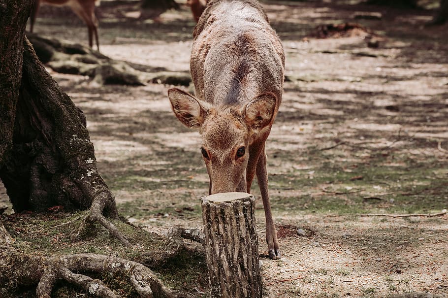 brown deer near tree during daytime, mammal, animal, animal themes HD wallpaper