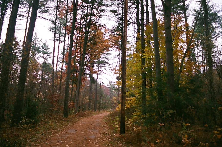 united states, sunderland, mount toby state forest, tree, plant, HD wallpaper