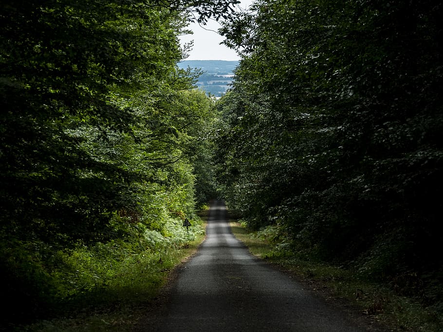 straight road between trees, gravel, dirt road, france, forest HD wallpaper