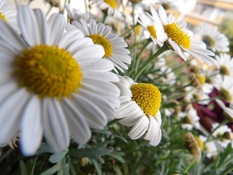 flowers, flowering plant, vulnerability, fragility, freshness HD wallpaper
