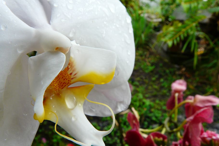 orquidea, white, flowre, yellow, plant, flower, growth, flowering plant HD wallpaper