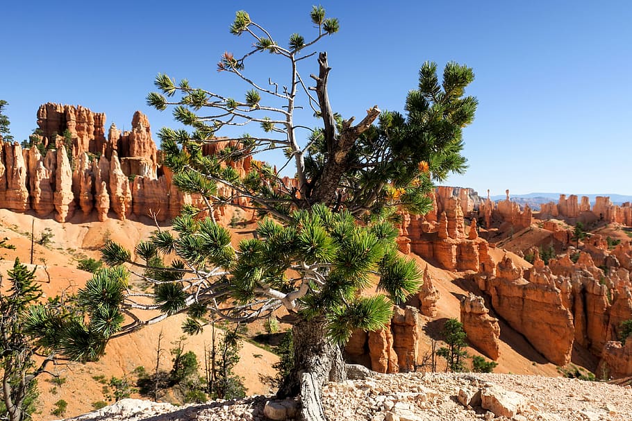 bryce canyon, united states, rocks, red rocks, view, desert, HD wallpaper