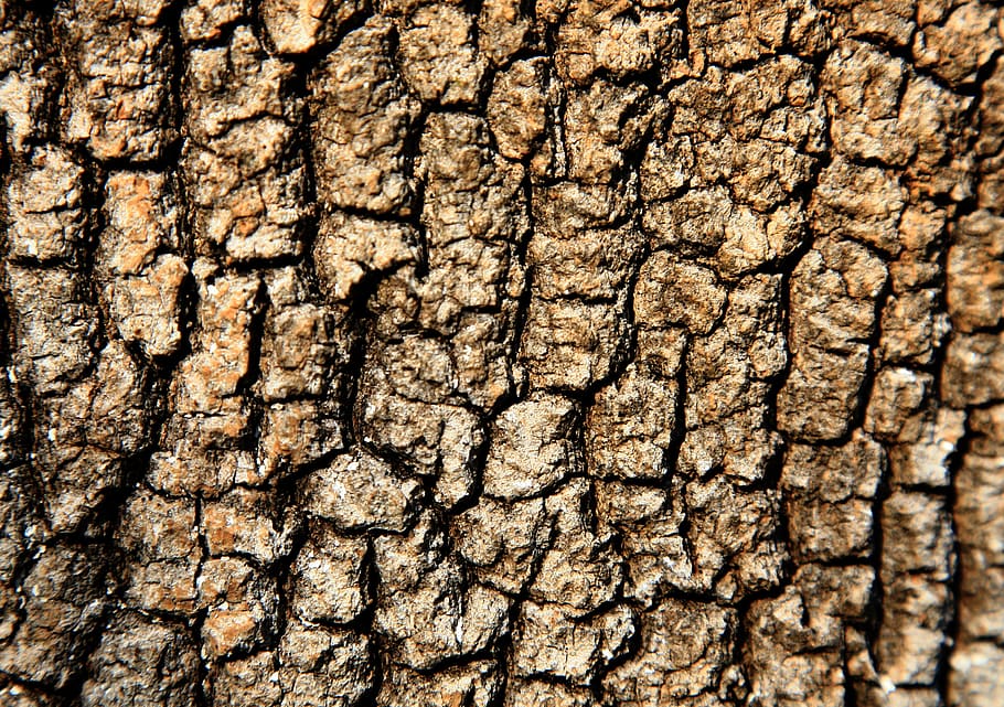 tree, shell, texture, brown, nature, backgrounds, full frame HD wallpaper