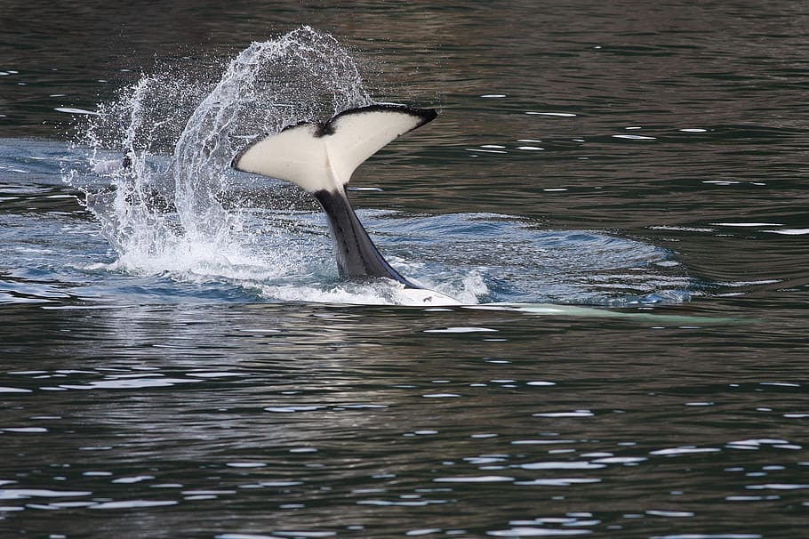 orca, tail bobbing, breaching, ocean, mammal, marine, sea, water HD wallpaper