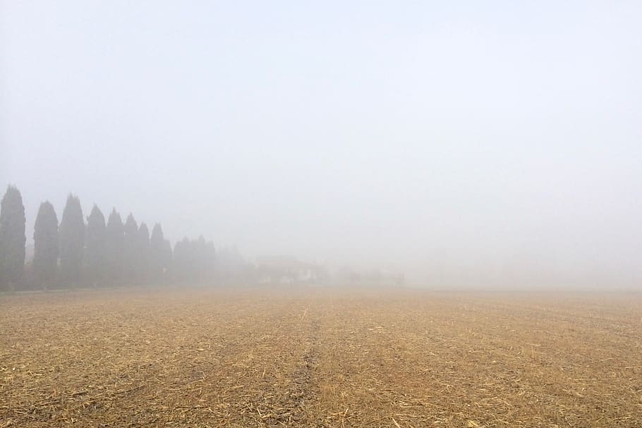 trees, fog, field, brown, yellow, calm, winter, tranquility HD wallpaper