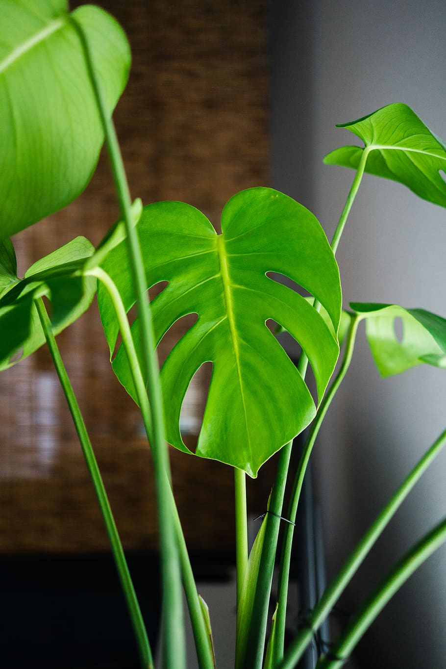 green leaf Monstera Deliciosa plant selective focal photo, plant part