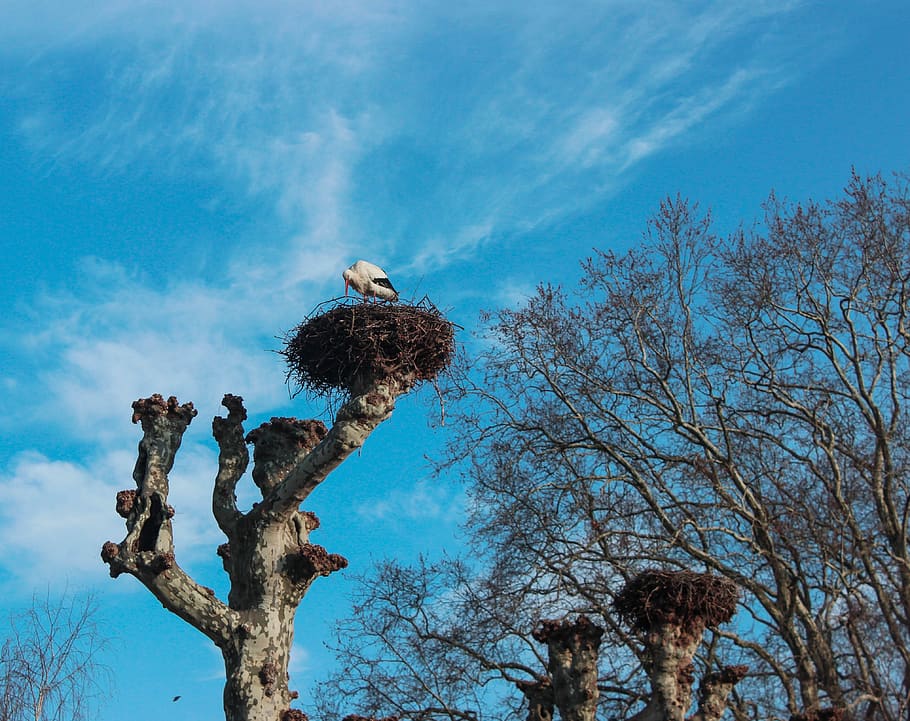 tree, sky, outdoor, nature, branch, stork, strasbourg, nest HD wallpaper