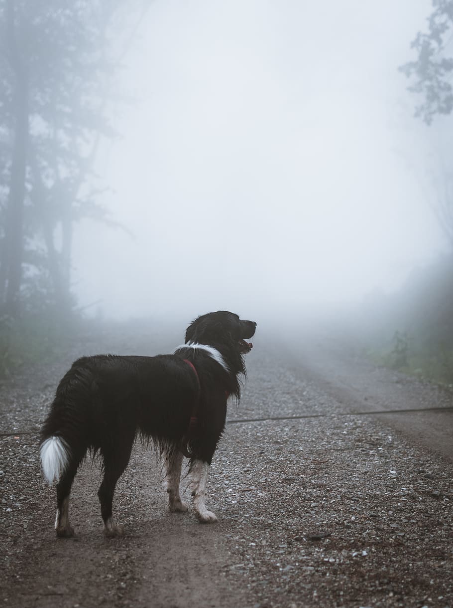 medium-coated black dog, gutské peklo-národní přírodní rezervace HD wallpaper
