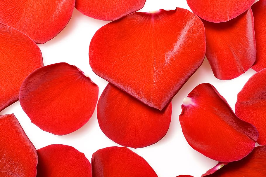 con2011, flower, fresh, gift, isolated, pedal, petal, photo HD wallpaper