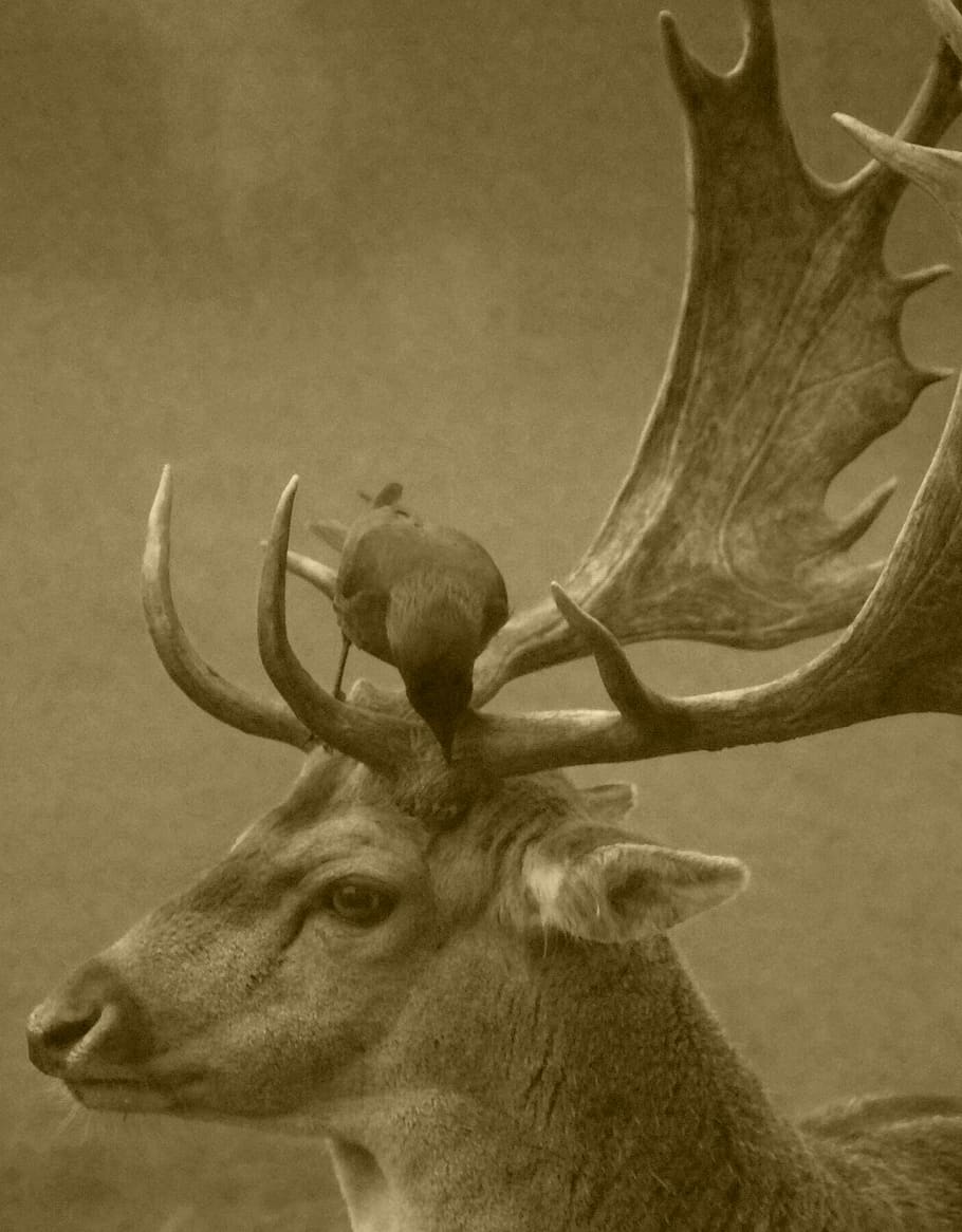 Bird Perched on Top of Deer Horns, animal, animal themes, animal wildlife HD wallpaper