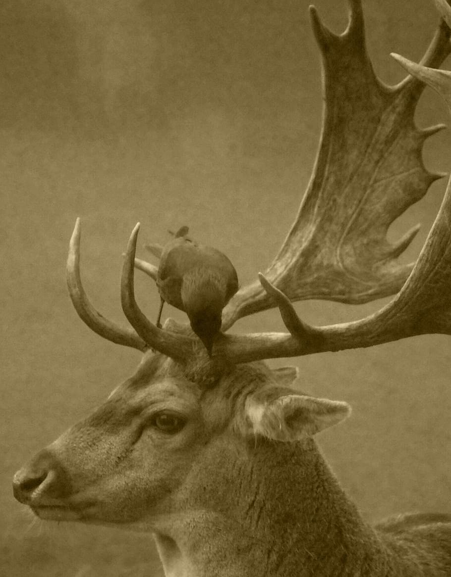 deer, antlers, crow, bird, animals, animal themes, animal wildlife HD wallpaper
