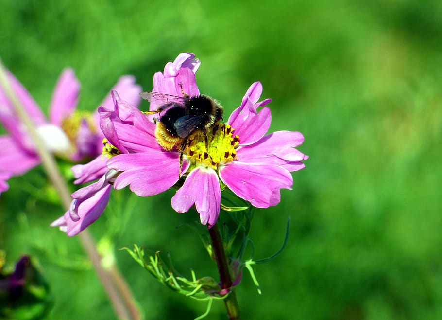 flower, bourdon, pink, pollination, insect, color, nature, summer HD wallpaper